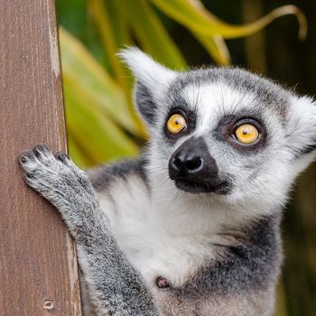 Zoo Waldkirch im Scharzwald