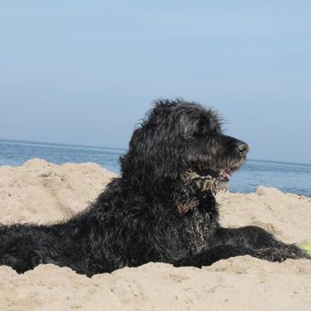 Grömitz Hundestrand