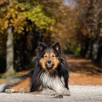 Ausflug Bayericher Wald mit Hund