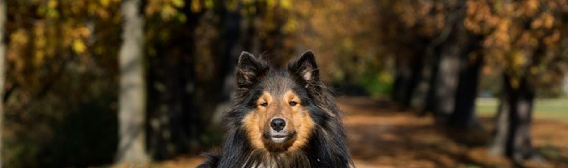 Ausflug Bayericher Wald mit Hund