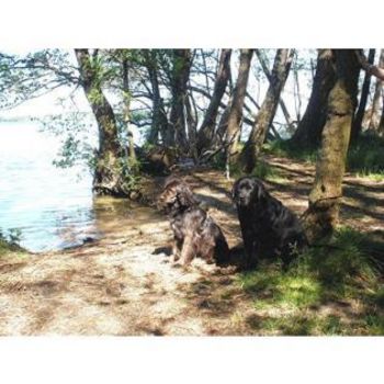 Mecklenburgische Seenplatte Camping mit Hund