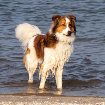 Südfrankreich mit Hund im Ferienhaus