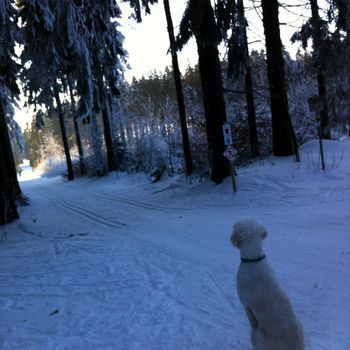 Urlaub im Heidiland – Hundeloipe Flumserberg