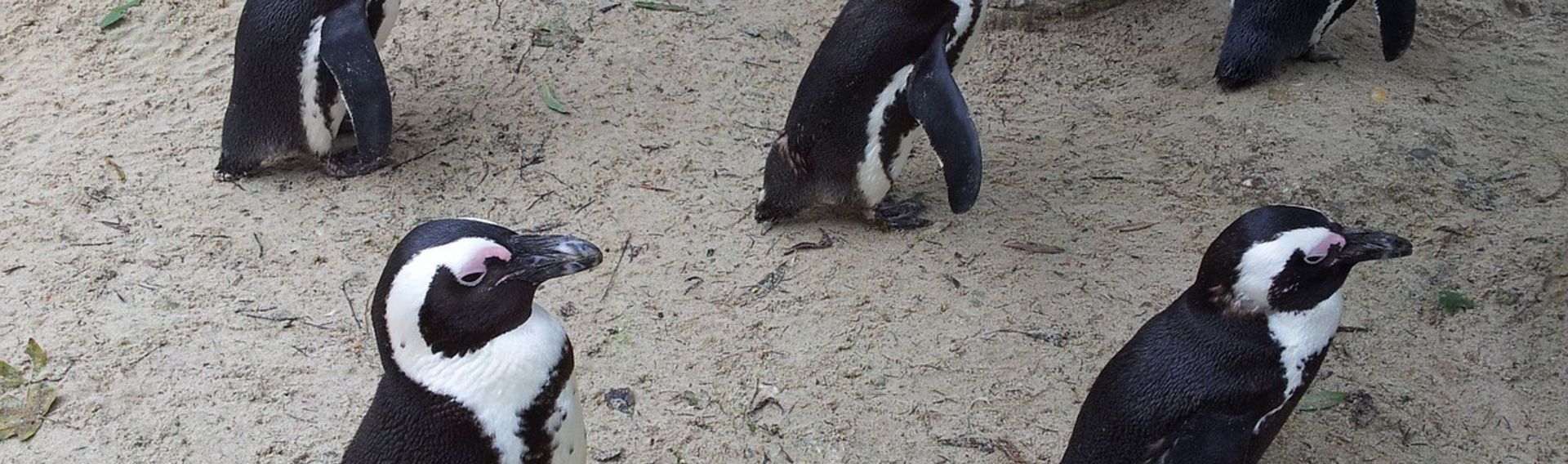 Allwetterzoo Münster mit Hund