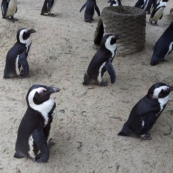 Allwetterzoo Münster mit Hund