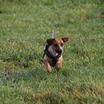 Hundespielplatz Berlin