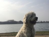 Nanook Goldendoodle Urlaub mit Hund