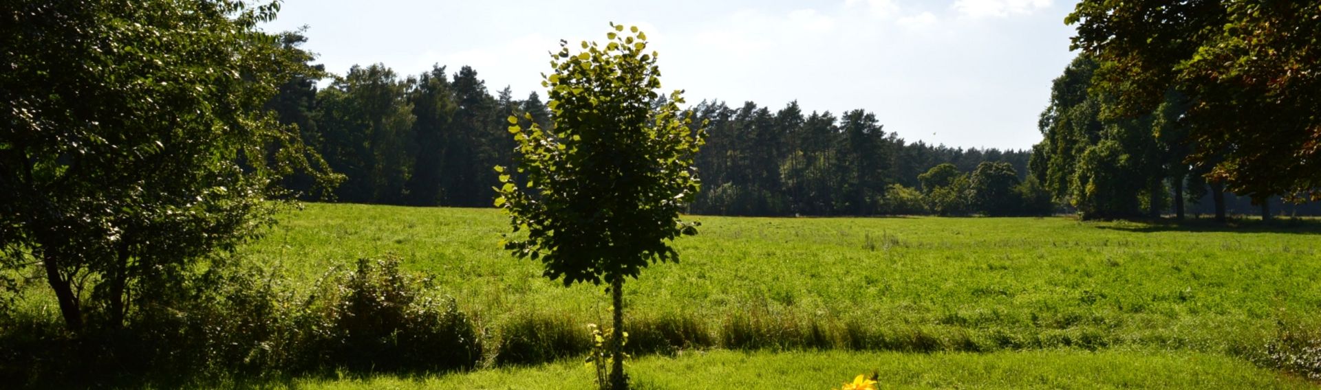 Holzhäuschen in Alleinlage am Wald an der Mecklenburger Seenplatte