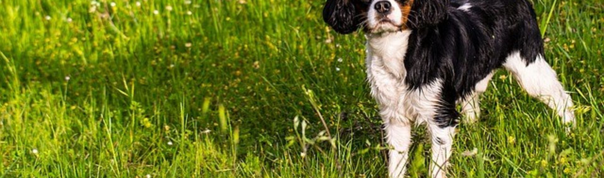 Sehenswürdigkeiten Sachsen Anhalt mit Hund