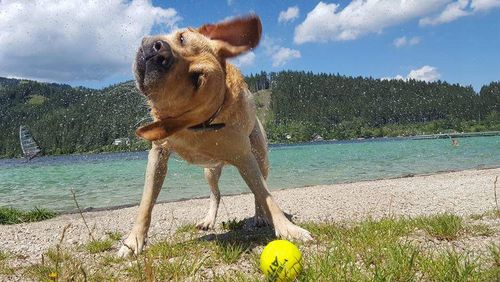 5 super Ideen Ausflugsziele mit Hund in ganz Deutschland