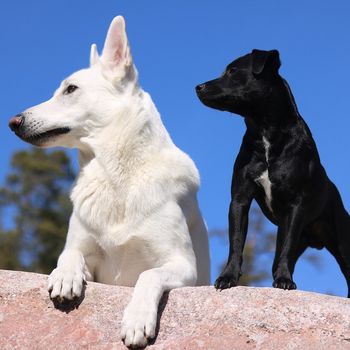 1,2,3 Hund dabei-Urlaub mit Hund im ausbruchsicheren Ferienhaus in fast Alleinlage