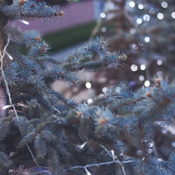 Tierweihnachtsmarkt – Weihnachtsmarkt Hund Kloster