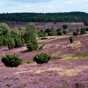 Ausflug Lüneburger Heide mit Hund