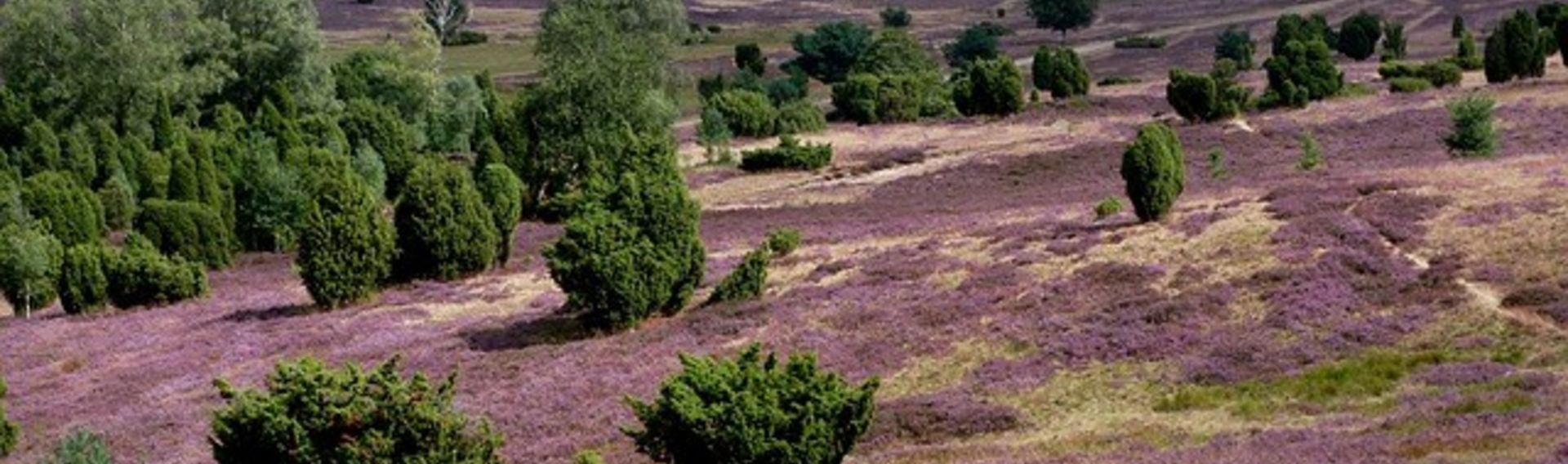 Ausflug Lüneburger Heide mit Hund