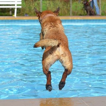 Schwimmen mit Hund im Freibad