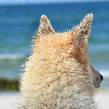 Campingplatz Ostsee mit Hund