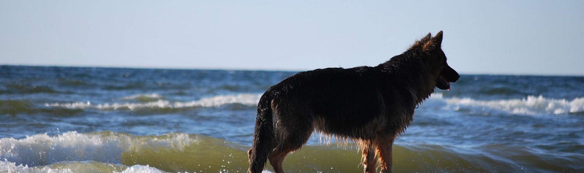 Urlaub mit Hund Ostsee