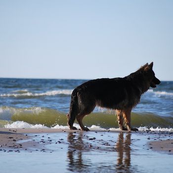 Urlaub mit Hund Ostsee