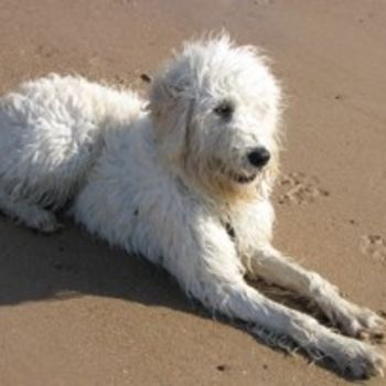 Hundestrand Urlaub Kampen mit Hund Sylt