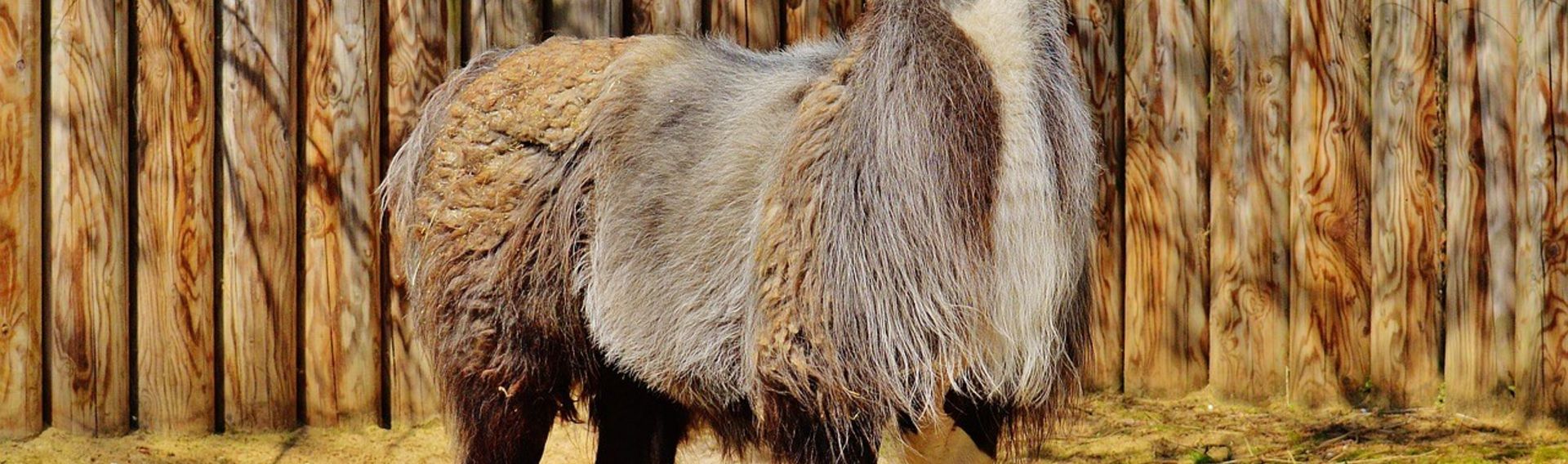 Tierpark Thüle Hund auf Ausflug dabei