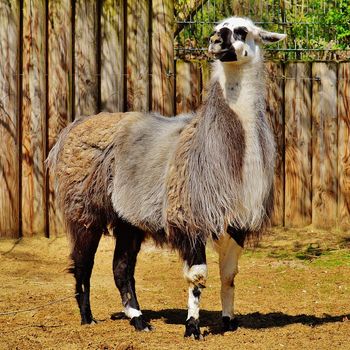 Tierpark Thüle Hund auf Ausflug dabei