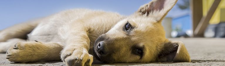 Hotels mit Hund weltweit