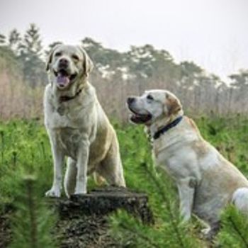 Hundeauslaufgebiet Kladow in Berlin