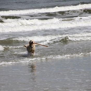 Hundestrand Büsum