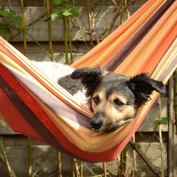 Movie Park Hund in Betreuung