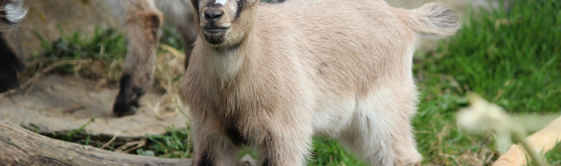 Besuch Tierpark mit Hund Thüringen