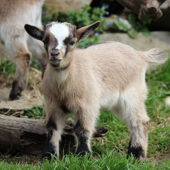 Besuch Tierpark mit Hund Thüringen