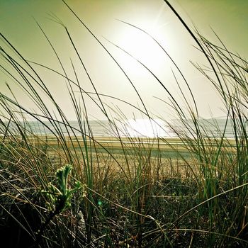 Campingplatz Nordsee