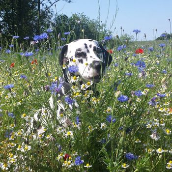 Pension Usedom mit Hund