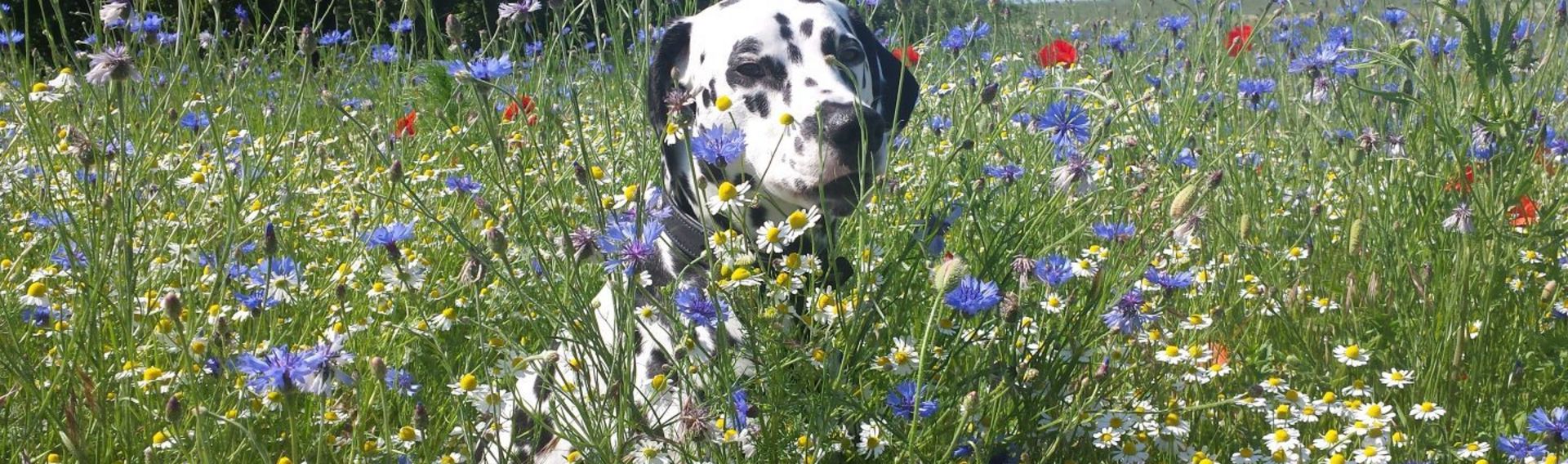 Pension Usedom mit Hund