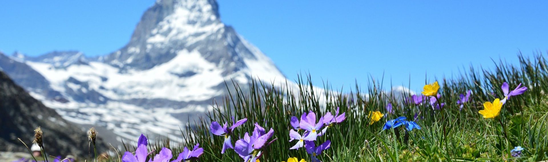 Ferien Schweiz Urlaub mit Hund