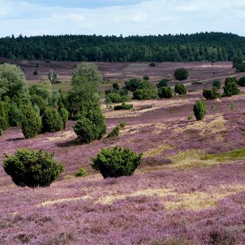 Lüneburger Heide Camping