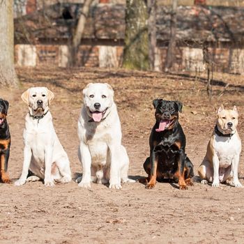 Hotel mit Hund Lippstadt