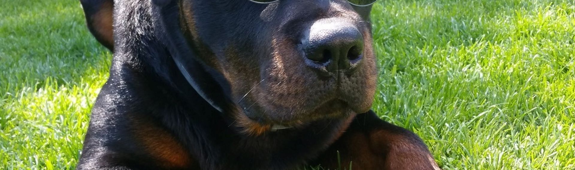 Ferienwohnung Rottweilerhuus im schönen Ostfriesland