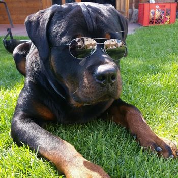 Ferienwohnung Rottweilerhuus im schönen Ostfriesland