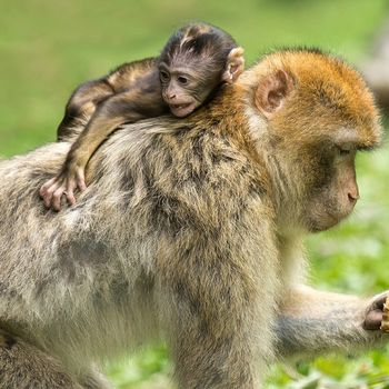 Bergzoo Halle besuchen