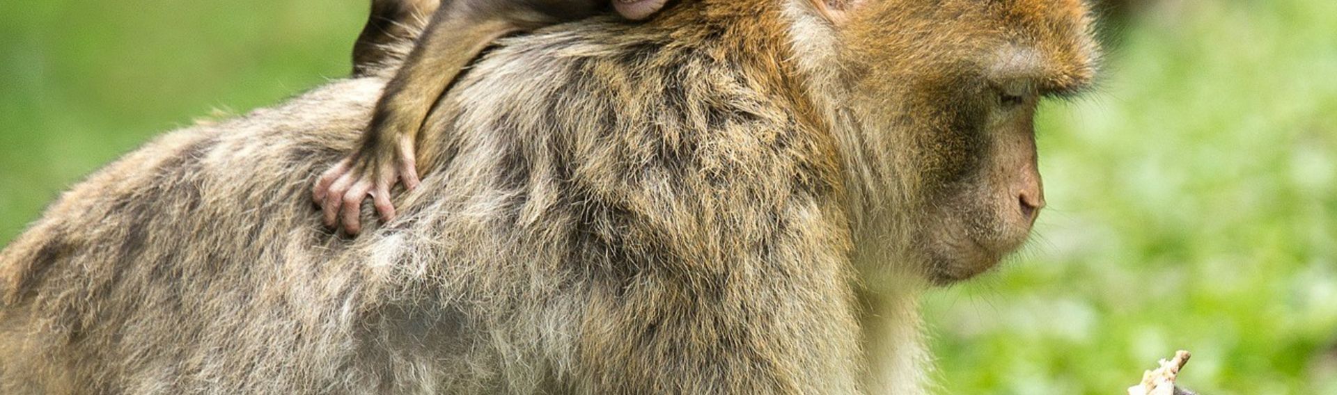 Bergzoo Halle besuchen