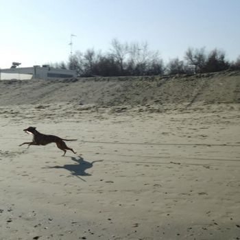 Italien Urlaub mit Hund am Meer