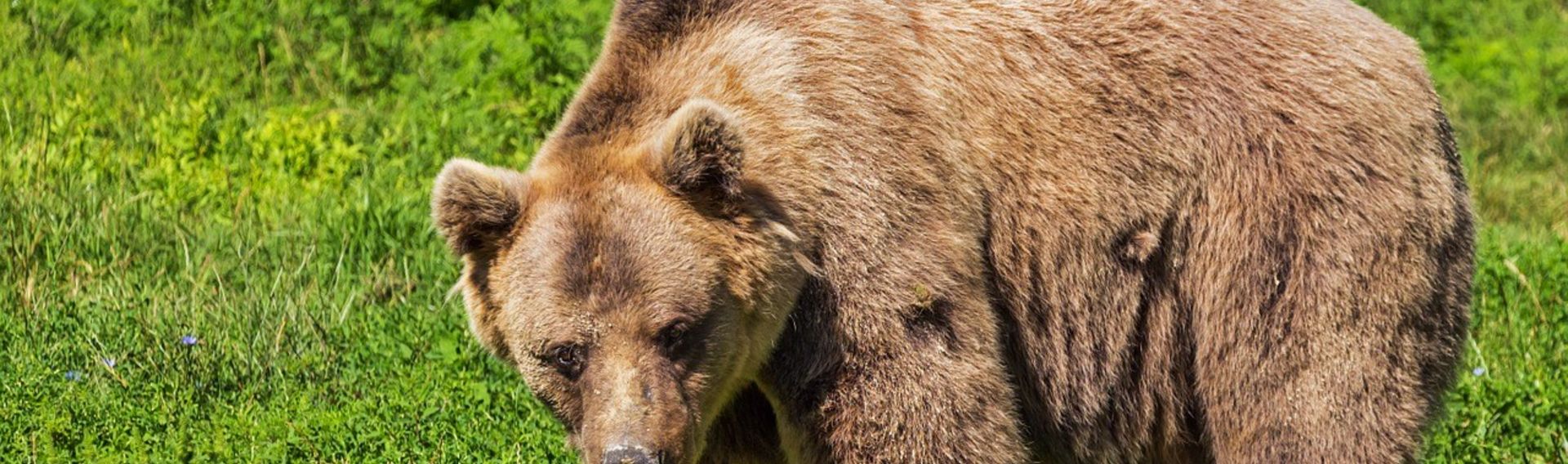 Alternativer Bärenpark Worbis – Thüringen