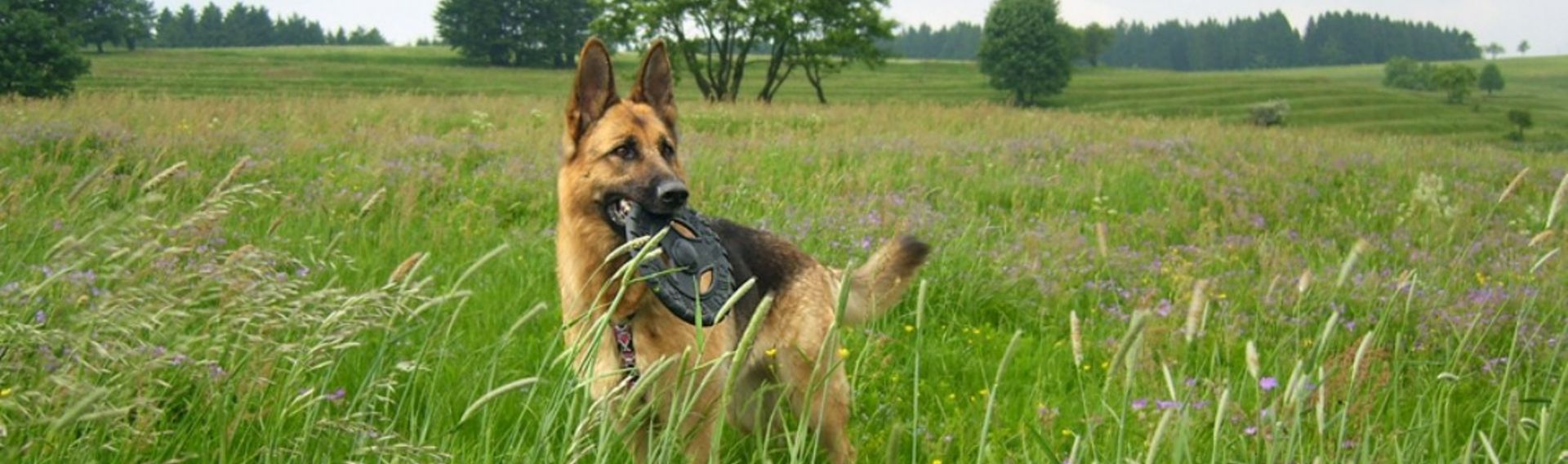 Rennsteig mit Hund Aktivurlaub Thüringer Wald