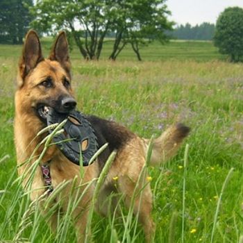 Rennsteig mit Hund Aktivurlaub Thüringer Wald