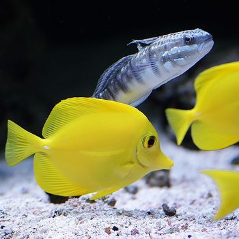 Aquarium besuchen und erkunden