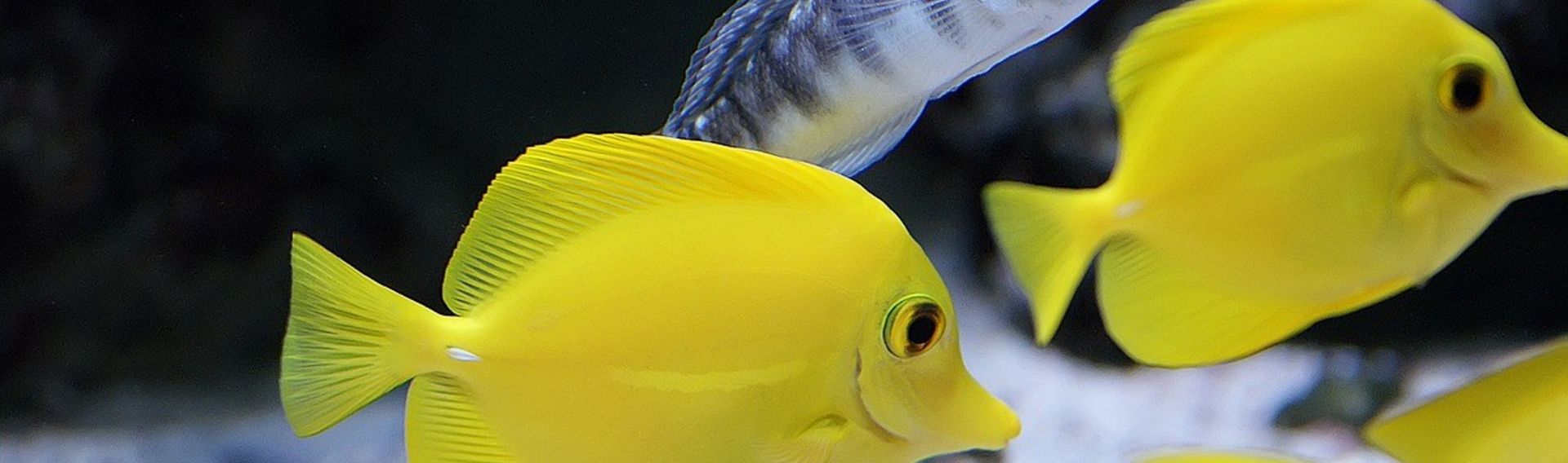 Aquarium besuchen und erkunden