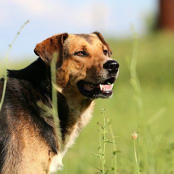 Ausflug Hamburg mit Hund