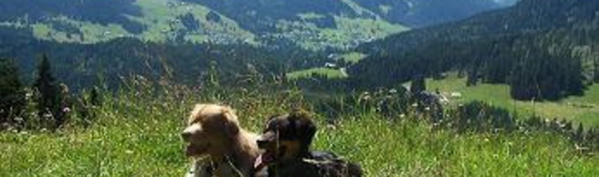 Wanderurlaub mit Hund in Österreich