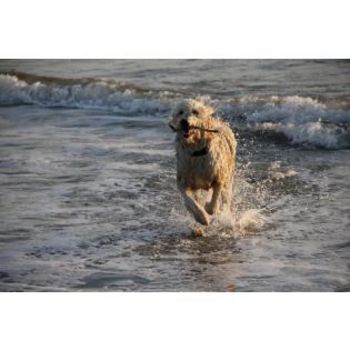 Hundestrand Timmendorfer Strand & Niendorf